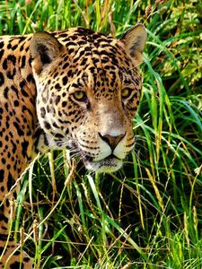 Preview wallpaper jaguar, grass, walk, look, predator, big cat