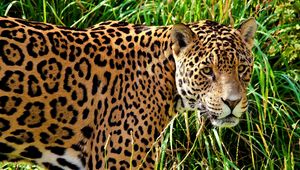 Preview wallpaper jaguar, grass, walk, look, predator, big cat