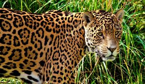 Preview wallpaper jaguar, grass, walk, look, predator, big cat