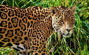 Preview wallpaper jaguar, grass, walk, look, predator, big cat