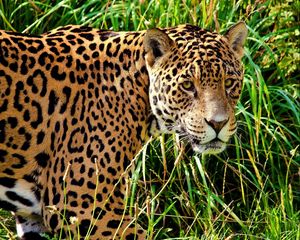 Preview wallpaper jaguar, grass, walk, look, predator, big cat