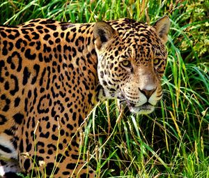 Preview wallpaper jaguar, grass, walk, look, predator, big cat