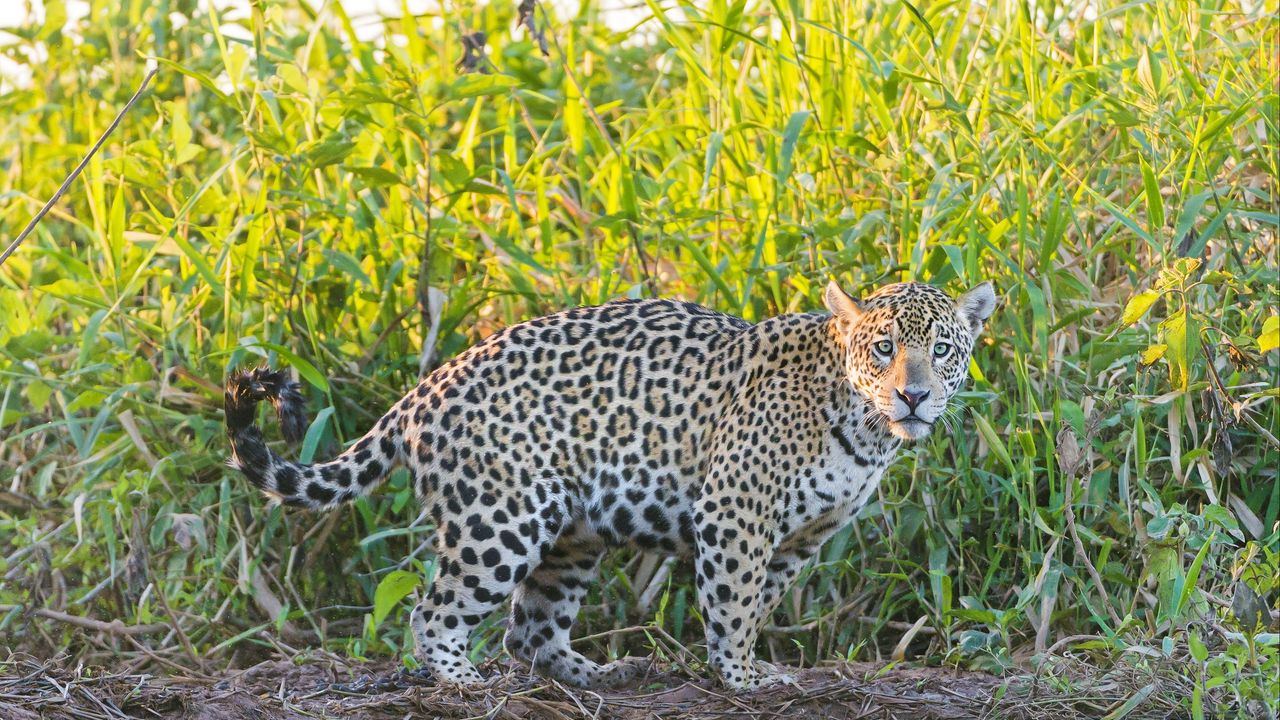 Wallpaper jaguar, grass, walks, predator