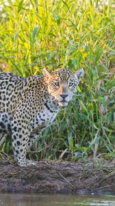 Preview wallpaper jaguar, grass, walks, predator