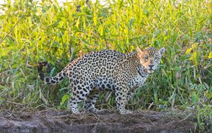 Preview wallpaper jaguar, grass, walks, predator