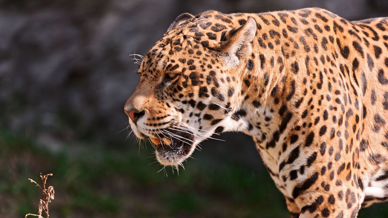 Wallpaper jaguar, grin, grass, predator, muzzle