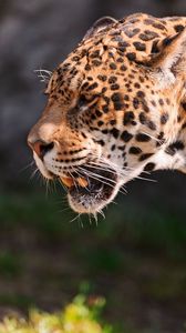 Preview wallpaper jaguar, grin, grass, predator, muzzle