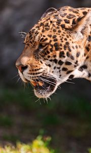 Preview wallpaper jaguar, grin, grass, predator, muzzle