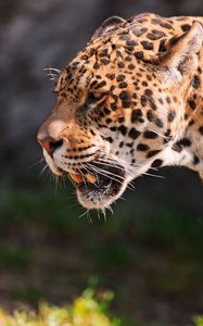 Preview wallpaper jaguar, grin, grass, predator, muzzle