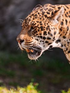 Preview wallpaper jaguar, grin, grass, predator, muzzle