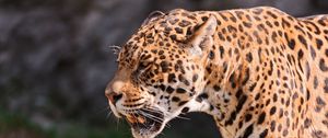 Preview wallpaper jaguar, grin, grass, predator, muzzle