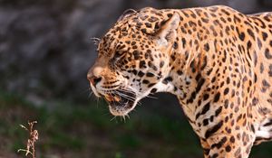 Preview wallpaper jaguar, grin, grass, predator, muzzle