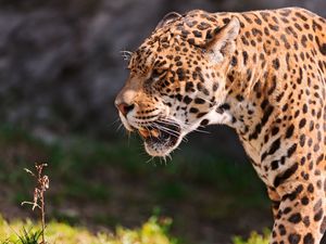 Preview wallpaper jaguar, grin, grass, predator, muzzle