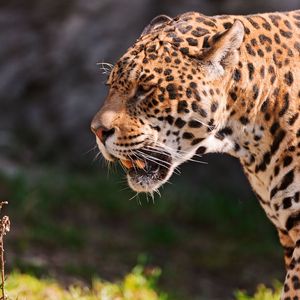 Preview wallpaper jaguar, grin, grass, predator, muzzle