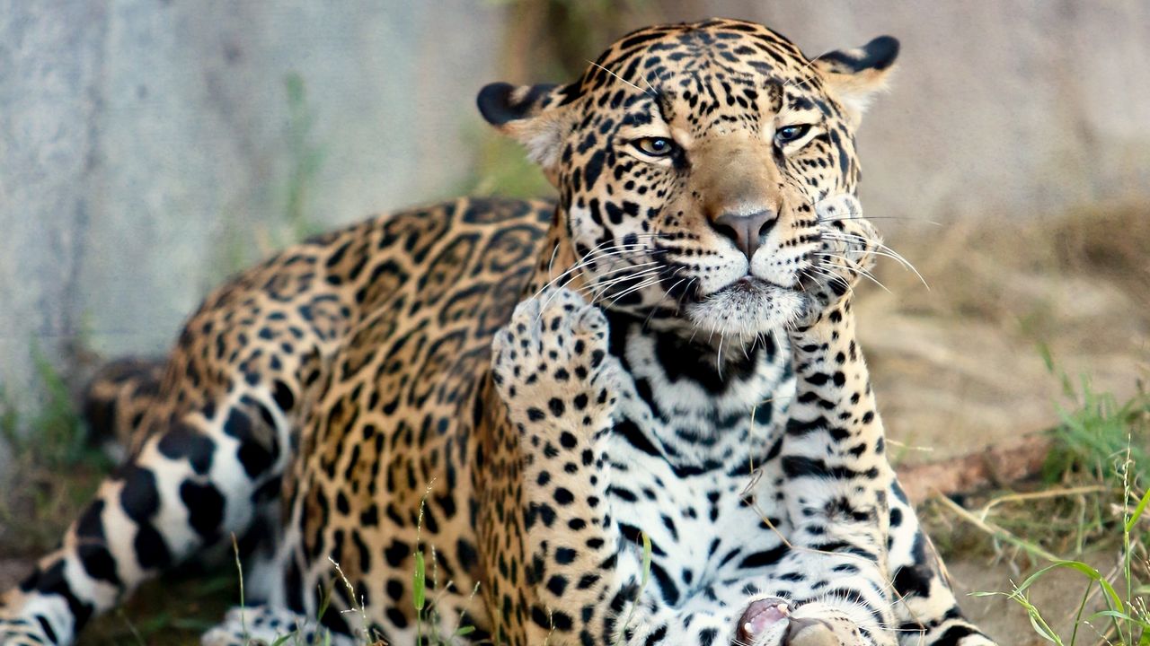Wallpaper jaguar, jaguar cub, kitten, motherhood, predators, cats
