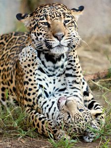 Preview wallpaper jaguar, jaguar cub, kitten, motherhood, predators, cats