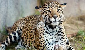 Preview wallpaper jaguar, jaguar cub, kitten, motherhood, predators, cats