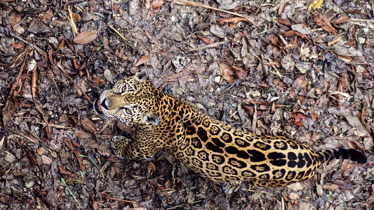 Wallpaper jaguar, leaves, top view, autumn, big cat, predator