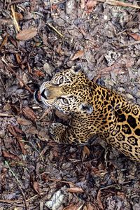 Preview wallpaper jaguar, leaves, top view, autumn, big cat, predator