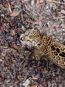 Preview wallpaper jaguar, leaves, top view, autumn, big cat, predator