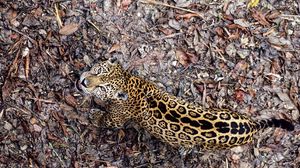Preview wallpaper jaguar, leaves, top view, autumn, big cat, predator