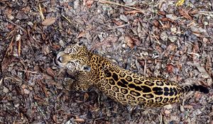 Preview wallpaper jaguar, leaves, top view, autumn, big cat, predator