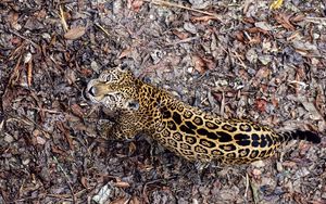 Preview wallpaper jaguar, leaves, top view, autumn, big cat, predator