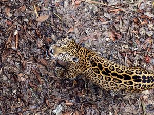 Preview wallpaper jaguar, leaves, top view, autumn, big cat, predator