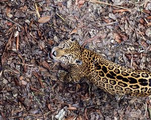 Preview wallpaper jaguar, leaves, top view, autumn, big cat, predator