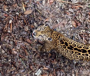 Preview wallpaper jaguar, leaves, top view, autumn, big cat, predator