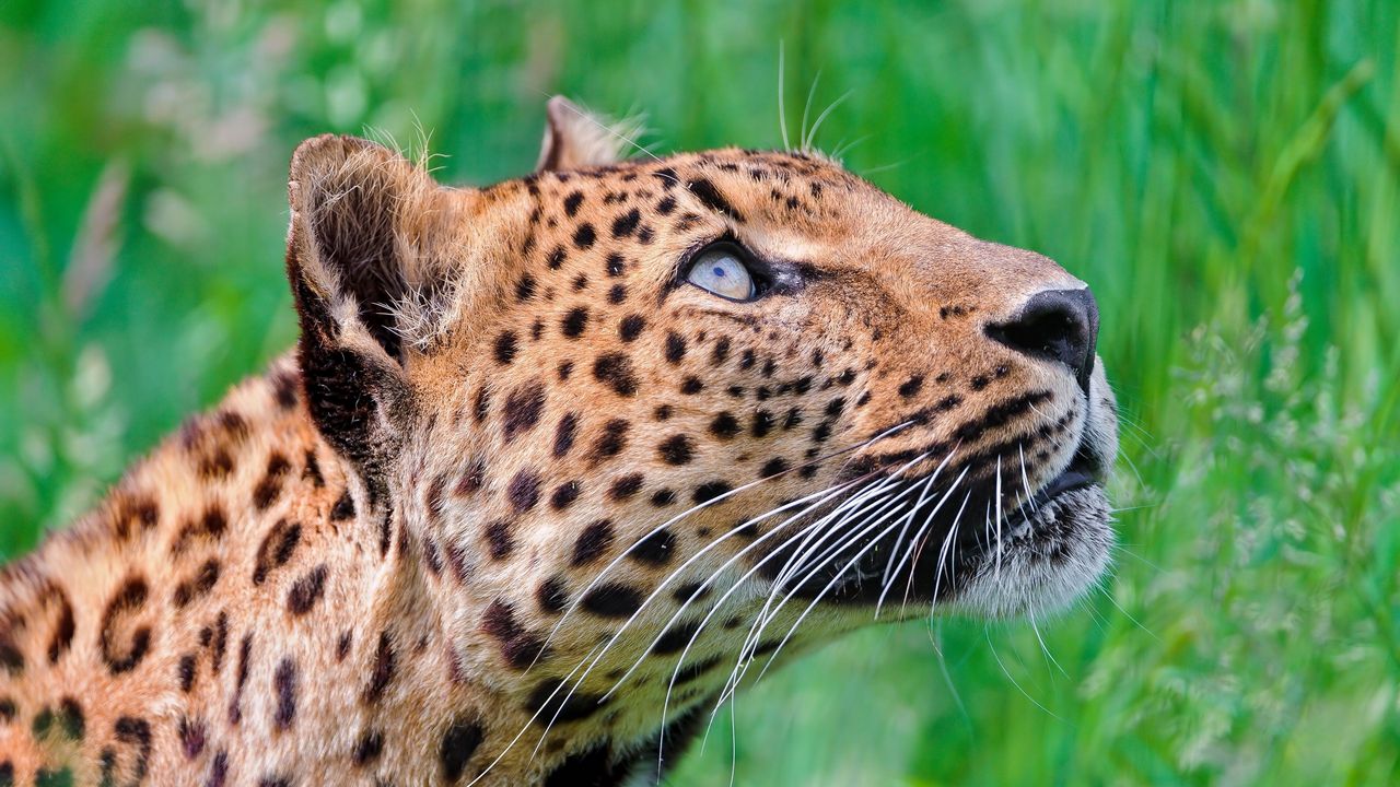 Wallpaper jaguar, leopard, walk, grass hd, picture, image