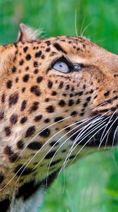 Preview wallpaper jaguar, leopard, walk, grass