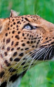 Preview wallpaper jaguar, leopard, walk, grass