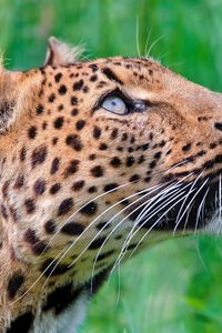 Preview wallpaper jaguar, leopard, walk, grass