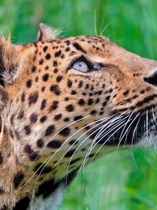 Preview wallpaper jaguar, leopard, walk, grass