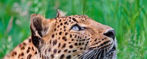 Preview wallpaper jaguar, leopard, walk, grass