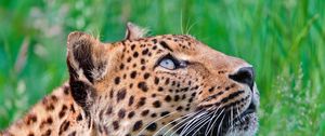 Preview wallpaper jaguar, leopard, walk, grass