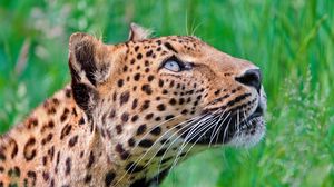 Preview wallpaper jaguar, leopard, walk, grass