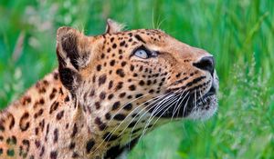 Preview wallpaper jaguar, leopard, walk, grass