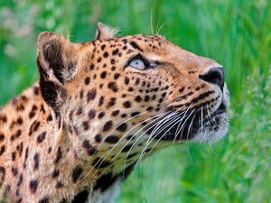 Preview wallpaper jaguar, leopard, walk, grass