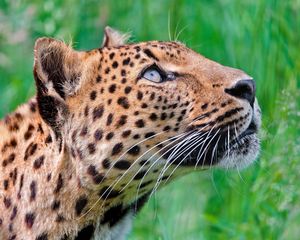 Preview wallpaper jaguar, leopard, walk, grass