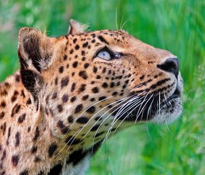 Preview wallpaper jaguar, leopard, walk, grass