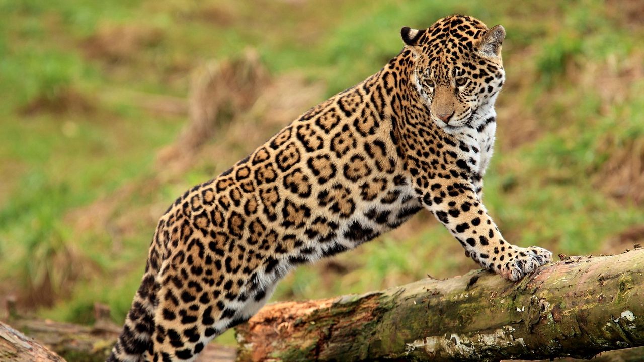 Wallpaper jaguar, log, predator, big cat