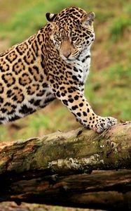 Preview wallpaper jaguar, log, predator, big cat