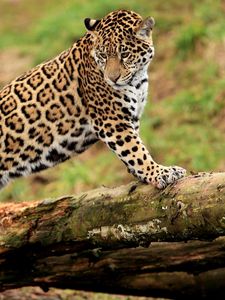 Preview wallpaper jaguar, log, predator, big cat