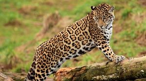 Preview wallpaper jaguar, log, predator, big cat