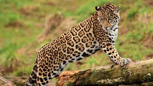Preview wallpaper jaguar, log, predator, big cat