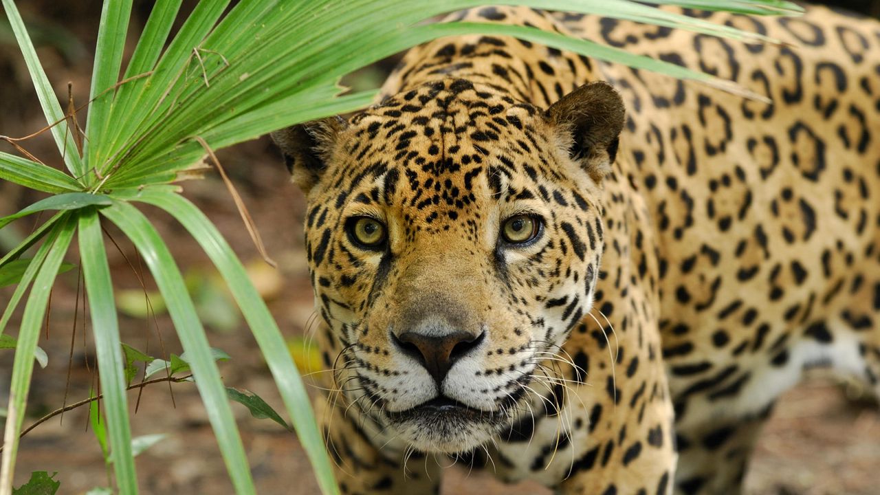 Wallpaper jaguar, look, leaves, plant
