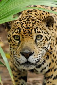 Preview wallpaper jaguar, look, leaves, plant