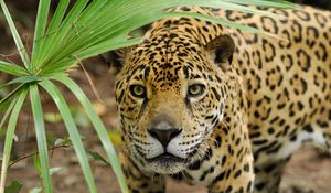 Preview wallpaper jaguar, look, leaves, plant